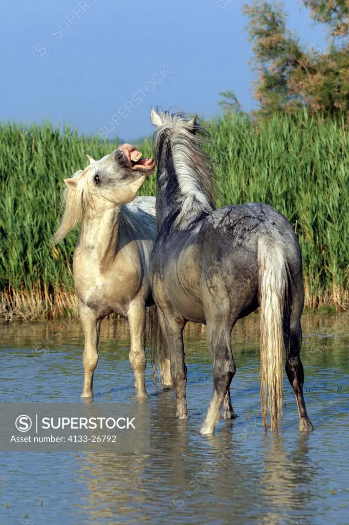 Camargue Horse,Equus caballus,Saintes Marie de la Mer,France,Europe,Camargue,Bouches du Rhone,two stallions water