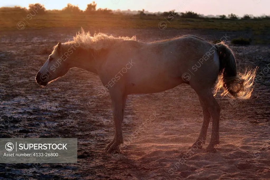 Camargue Horse,Equus caballus,Saintes Marie de la Mer,France,Europe,Camargue,Bouches du Rhone,horse at sunset