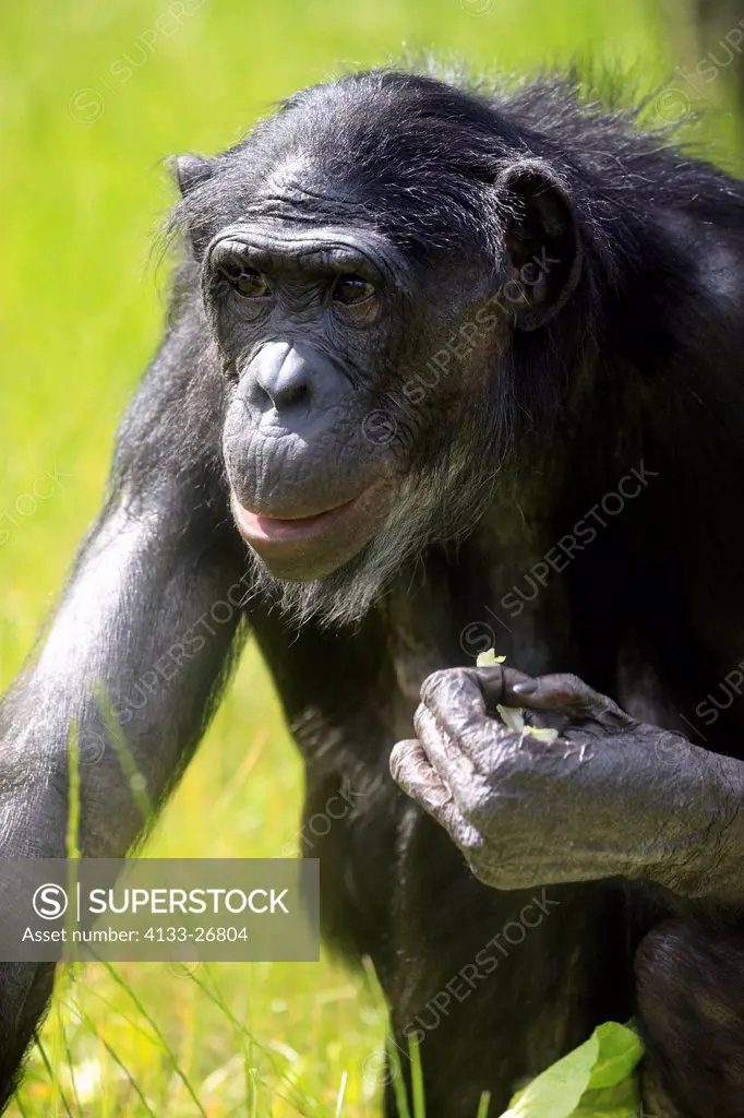 Bonobo,pygmy chimpanzee,Pan Paniscus,Africa,adult feeding