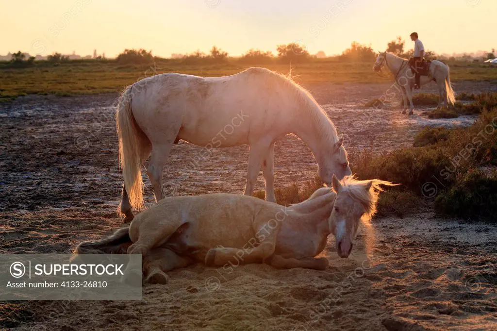 Camargue Horse,Equus caballus,Saintes Marie de la Mer,France,Europe,Camargue,Bouches du Rhone,horse in sand at sunset