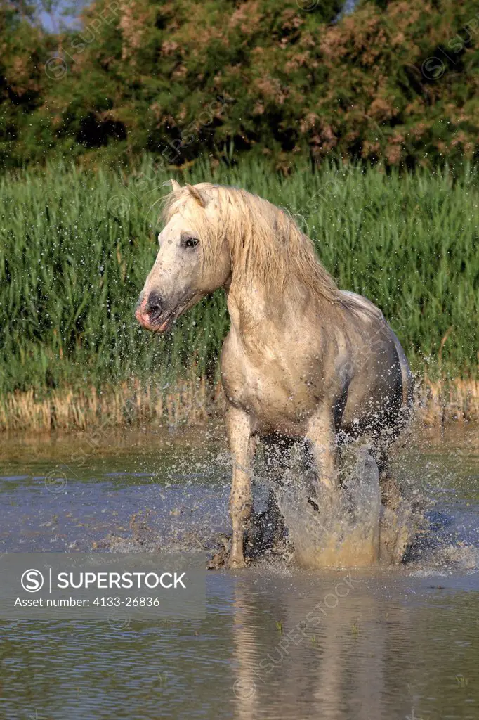 Camargue Horse,Equus caballus,Saintes Marie de la Mer,France,Europe,Camargue,Bouches du Rhone,stallion in water