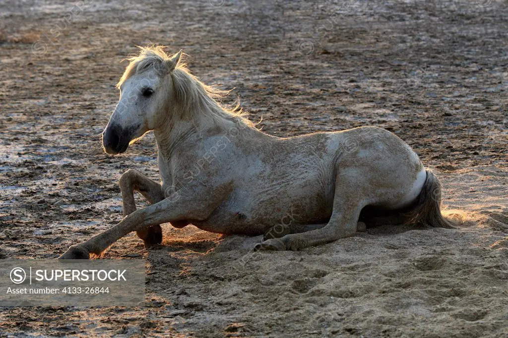 Camargue Horse,Equus caballus,Saintes Marie de la Mer,France,Europe,Camargue,Bouches du Rhone,horse in sand