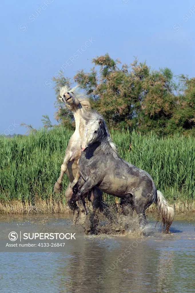 Camargue Horse,Equus caballus,Saintes Marie de la Mer,France,Europe,Camargue,Bouches du Rhone,stallions fighting in water