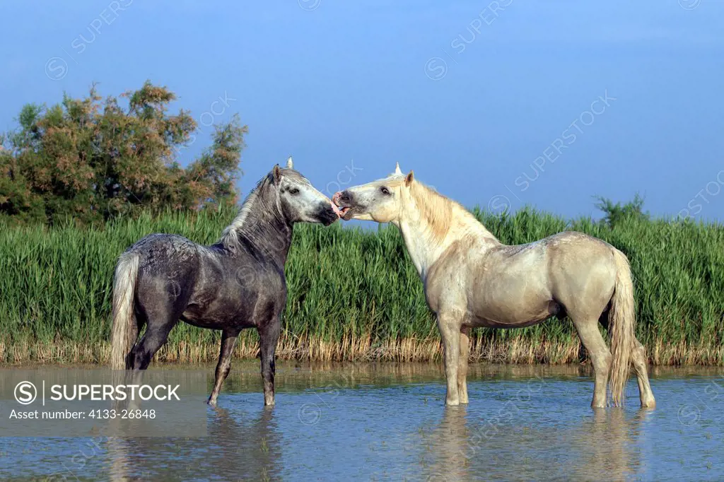 Camargue Horse,Equus caballus,Saintes Marie de la Mer,France,Europe,Camargue,Bouches du Rhone,two stallions in water