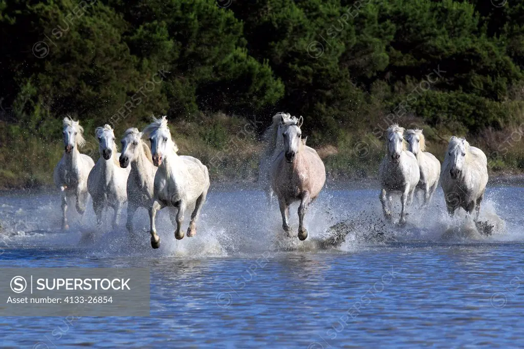 Camargue Horse,Equus caballus,Saintes Marie de la Mer,France,Europe,Camargue,Bouches du Rhone,group of horses galloping in water