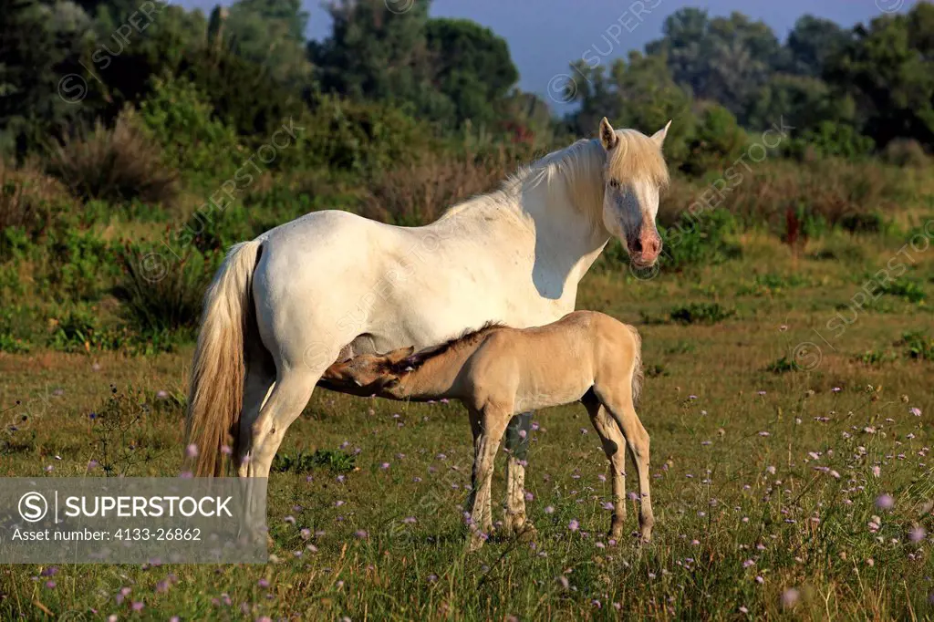 Camargue Horse,Equus caballus,Saintes Marie de la Mer,France,Europe,Camargue,Bouches du Rhone,mother with young suckling