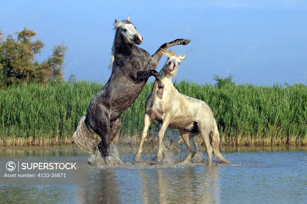 Camargue Horse,Equus caballus,Saintes Marie de la Mer,France,Europe,Camargue,Bouches du Rhone,stallions fighting in water