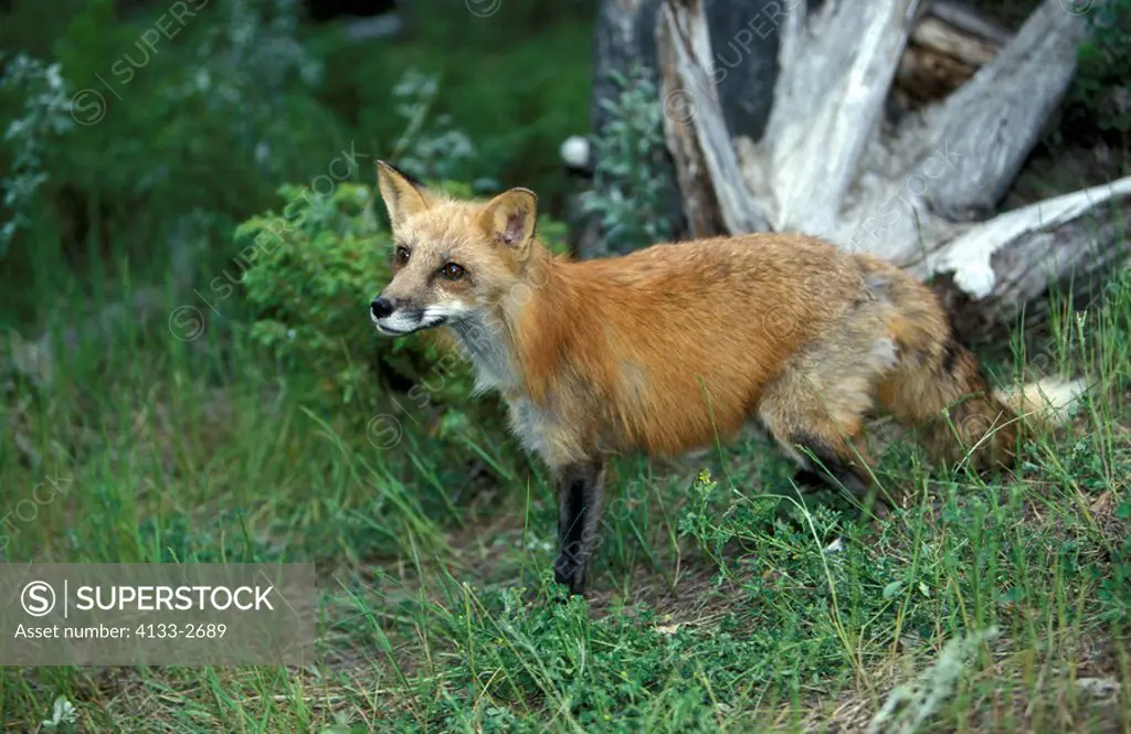 American Red Fox,Vulpus fulva,Montana,USA,adult male