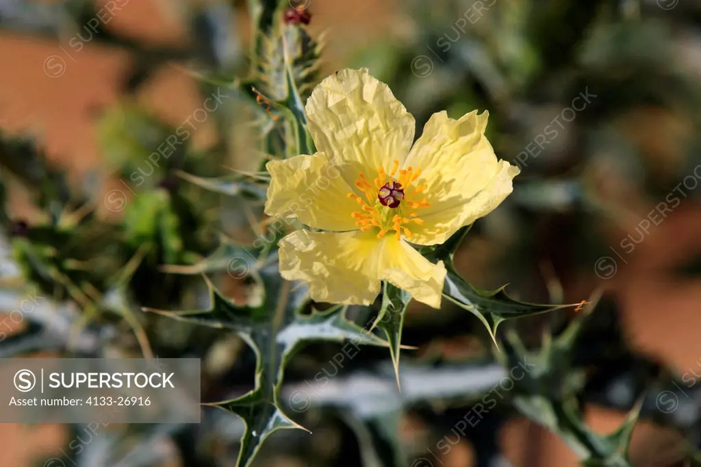 Yellow Horned Poppy,Glaucium flavum,Sturt Nationalpark,New South Wales,Australia,blooming
