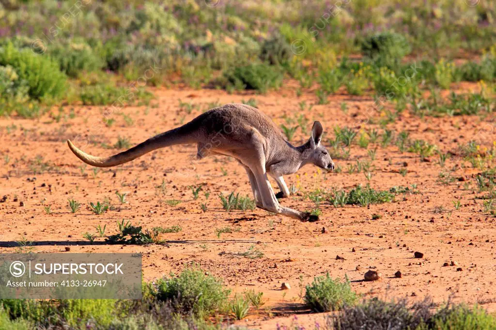 Red Kangaroo,Macropus rufus,Tibooburra,New South Wales,Australia,Sturt Nationalpark,adult jumping