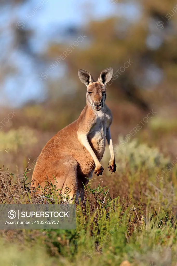 Red Kangaroo,Macropus rufus,Tibooburra,New South Wales,Australia,Sturt Nationalpark,adult