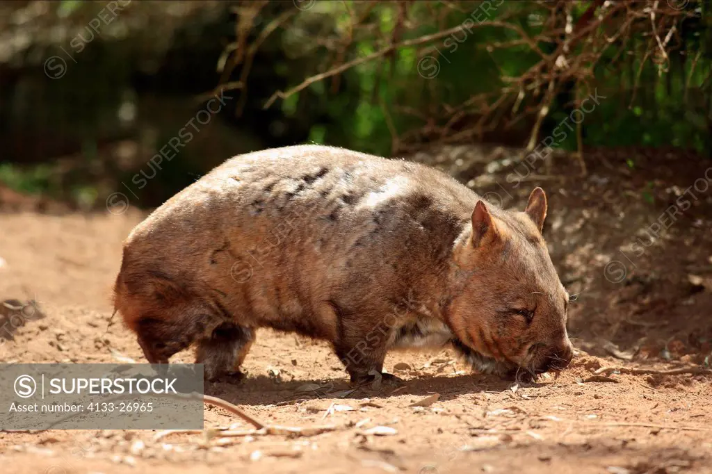 Southern Hairy_nosed Wombat,Lasiorhinus latifrons,South Australia,Australia,adult searching for food
