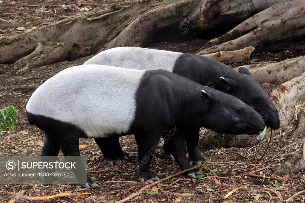 Malayan Tapir,Tapirus indicus,Asia,adult couple feeding