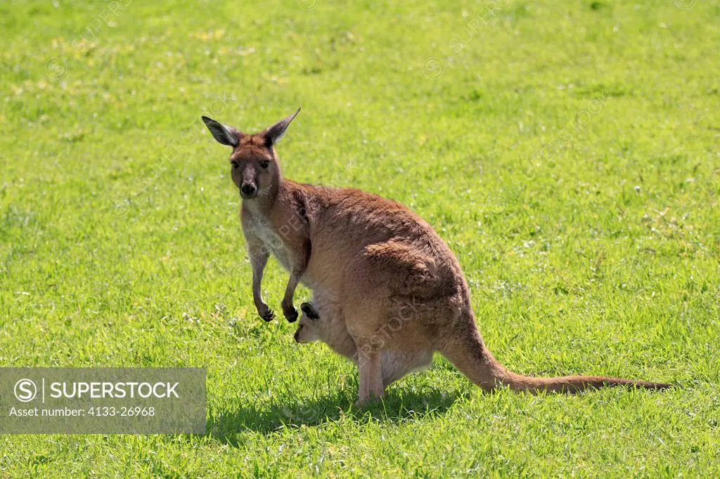 Western gray kangaroo,Macropus fuliginosus,Cleland Wildlife Park,South Australia,Australia,mother with joey in pouch