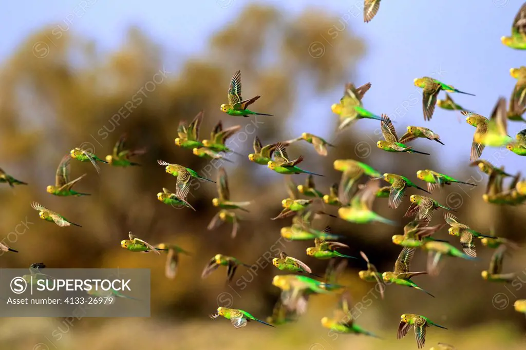 Budgerigar,Melopsittacus undulatus,New South Wales,Australia,Sturt Nationalpark,Tibooburra,flock flying