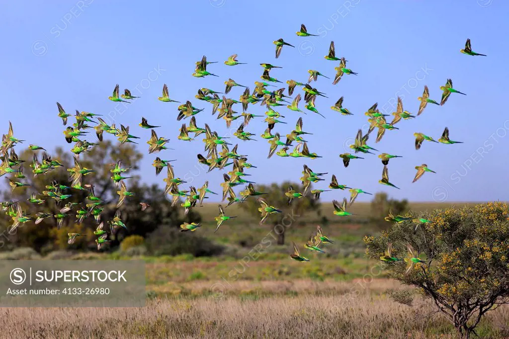 Budgerigar,Melopsittacus undulatus,New South Wales,Australia,Sturt Nationalpark,Tibooburra,flock flying