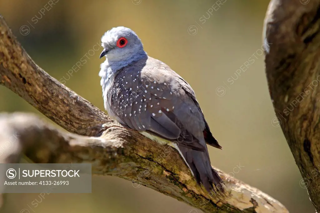 Diamond Dove,Geopelia cuneata,Outback,Northern Territory,Australia,on tree