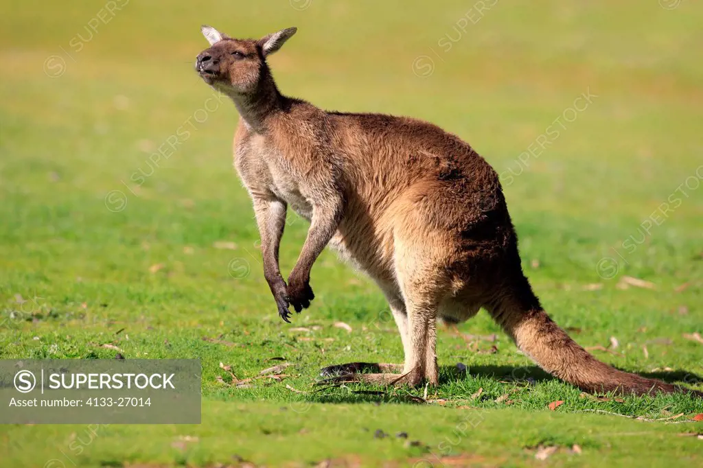 Kangaroo Island Kangaroo,Macropus fuliginosus fuliginosus,Kangaroo Island,South Australia,Australia,adult