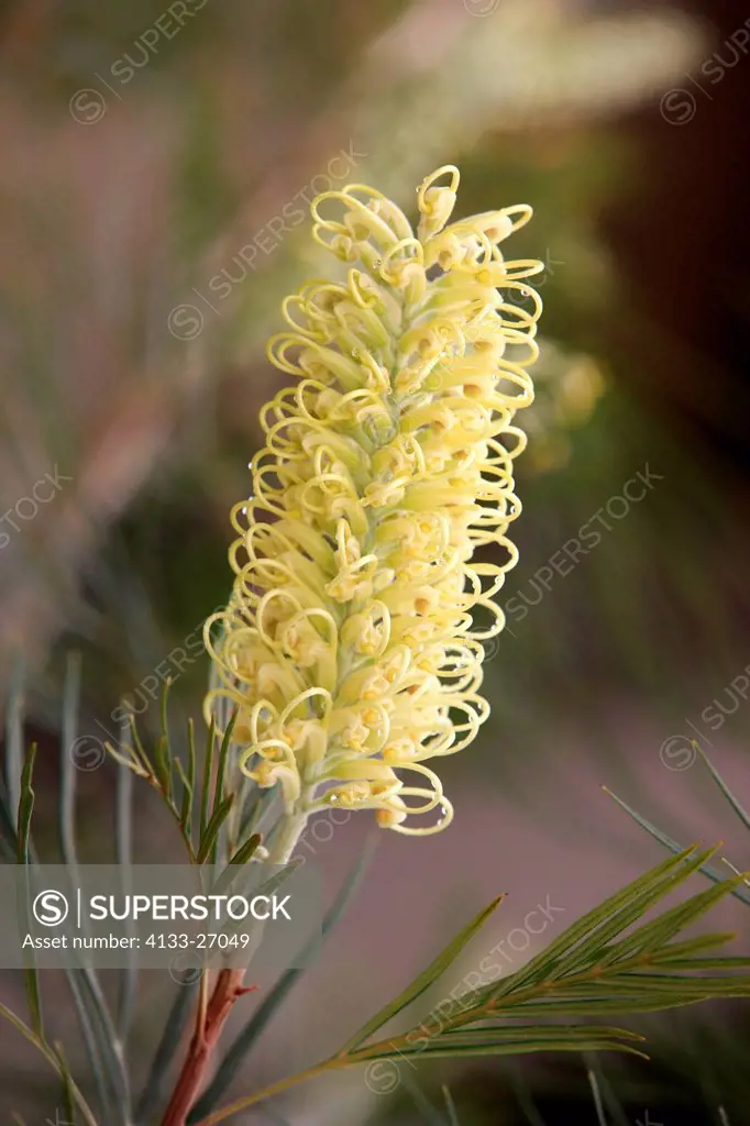 Needlewood/Hakea leucoptera,Outback,Northern Territory,Australia,blooming tree