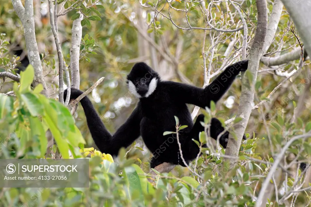 Black Gibbon,Hylobates concolor,Asia,adult male on tree