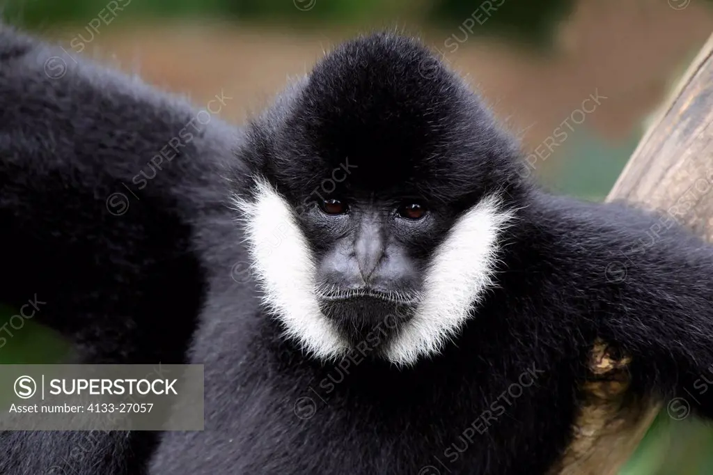 Black Gibbon,Hylobates concolor,Asia,adult male portrait