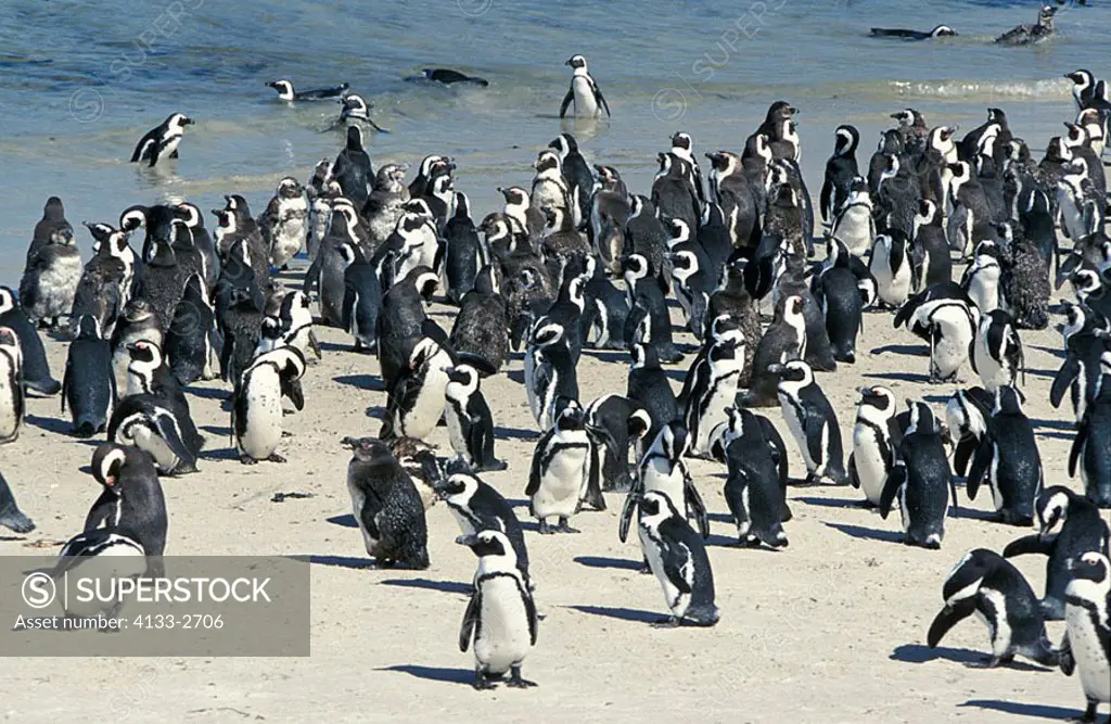 Jackass Penguin Spheniscus demersus Boulders Cape Peninsula South Africa
