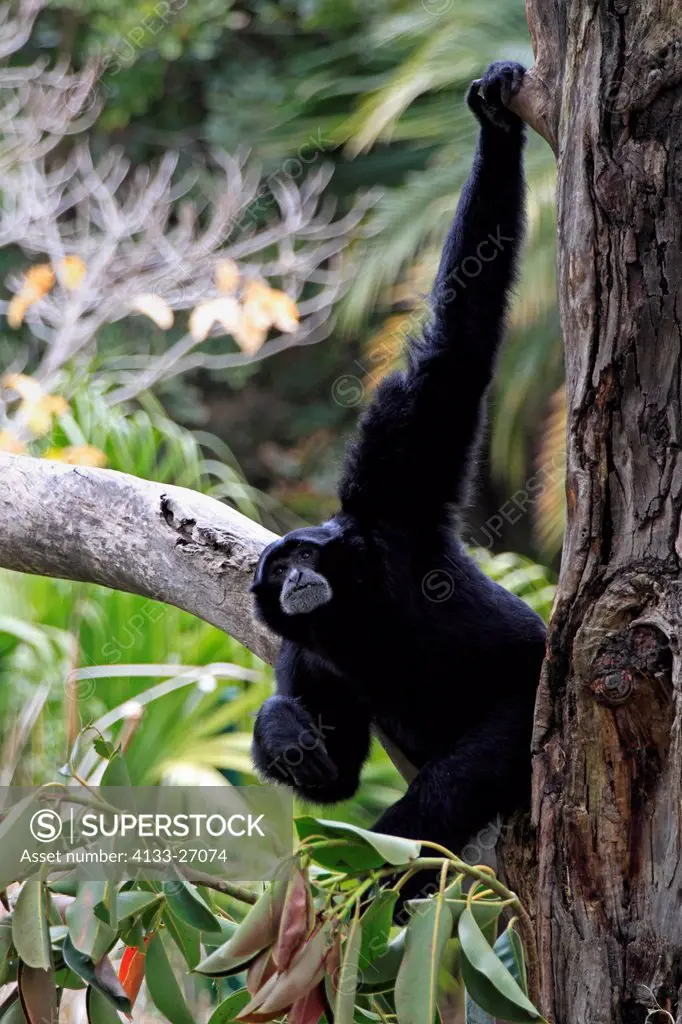 Siamang,Symphalangus syndactylus,Asia,adult male on tree