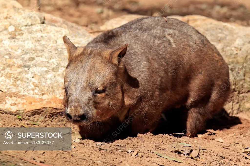 Southern Hairy_nosed Wombat,Lasiorhinus latifrons,South Australia,Australia,adult searching for food