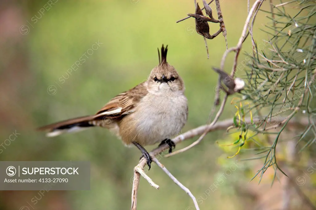 Chiming Wedgebill,Psophodes occidentalis,Outback,Northern Territory,Australia,on tree