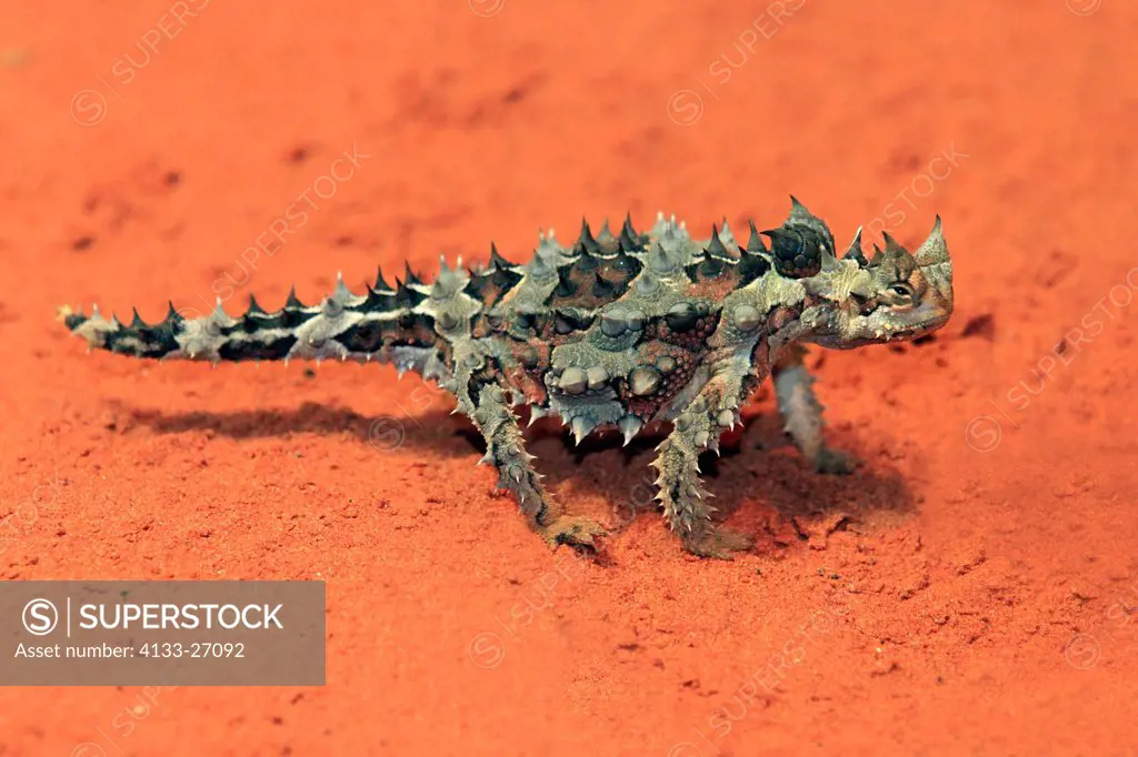 Thorny Devil,Mountain Devil,Moloch horridus,Outback,Northern Territory,Australia,in desert searching for food