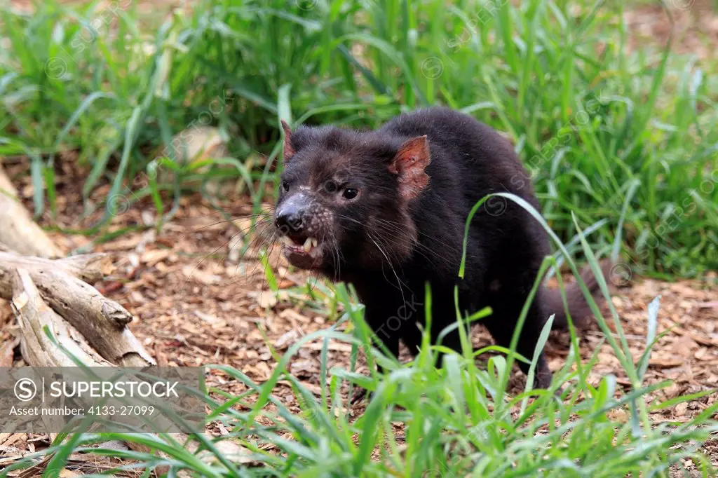 Tasmanian Devil,Sarcophilus harrisii,South Australia,Australia,adult