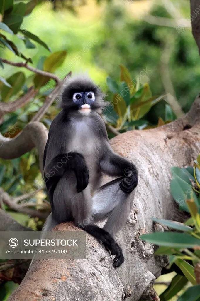 Dusky Leaf Monkey,Trachypithecus obscurus,Presbytis obscura,Asia,adult male  on tree - SuperStock