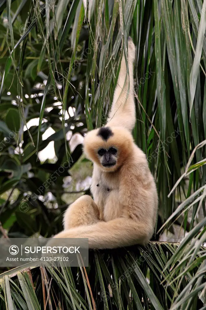 Black Gibbon,Hylobates concolor,Asia,adult female resting on tree