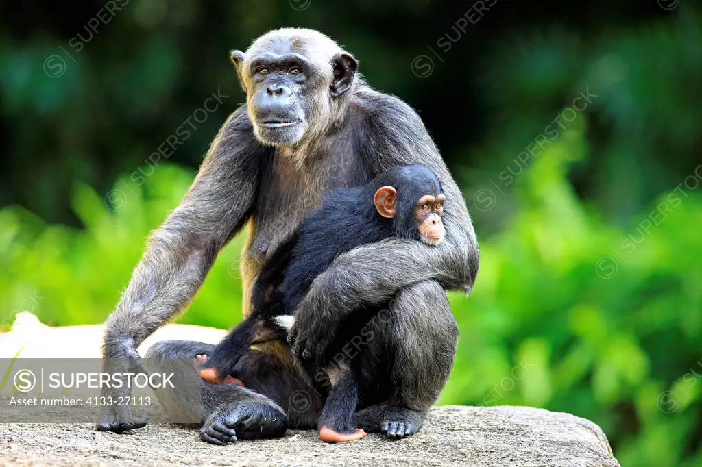 Chimpanzee,Pan troglodytes troglodytes,Africa,mother with baby