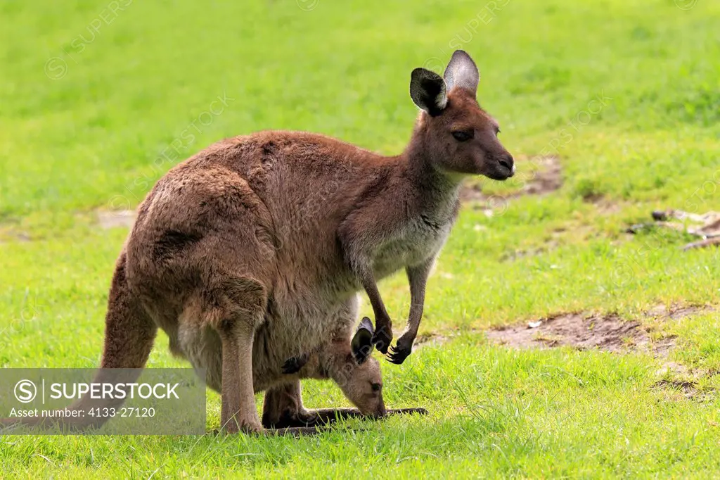 Western gray kangaroo,Macropus fuliginosus,Cleland Wildlife Park,South Australia,Australia,mother with joey in pouch