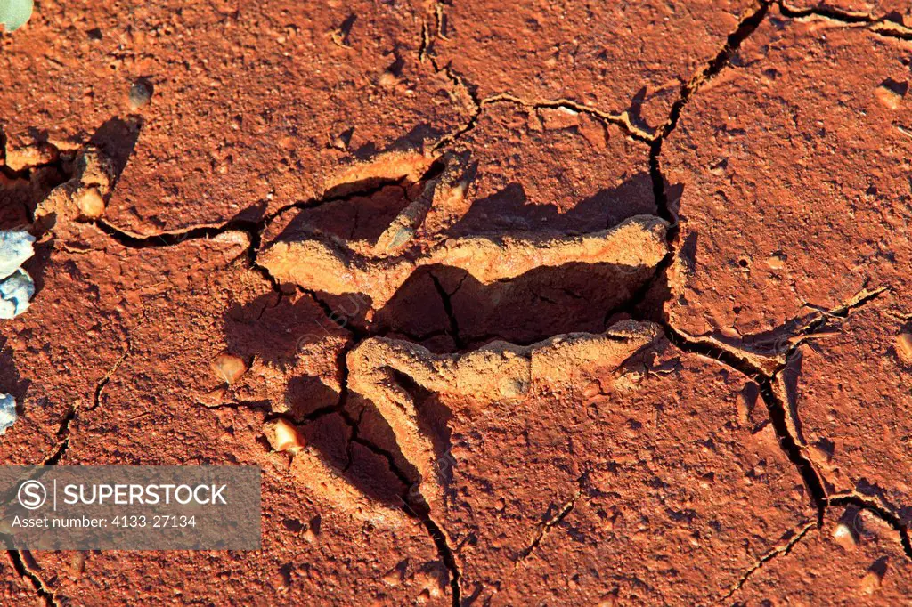Emu Track,Dromaius novaehollandiae,Soil Structure,Sturt Nationalpark,New South Wales,Australia,track,footprint,parched earth,change of climate