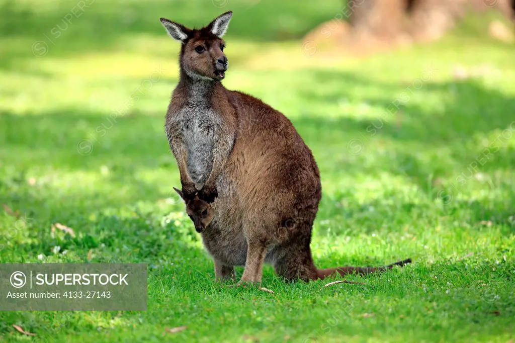 Kangaroo Island Kangaroo,Macropus fuliginosus fuliginosus,Kangaroo Island,South Australia,Australia,mother with joey in pouch
