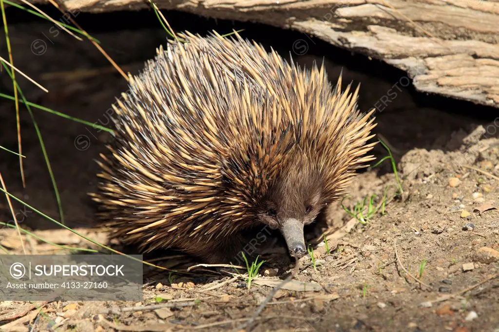 Short beaked Echidna,Tachyglossus aculeatus,South Australia,Australia,adult searching for food