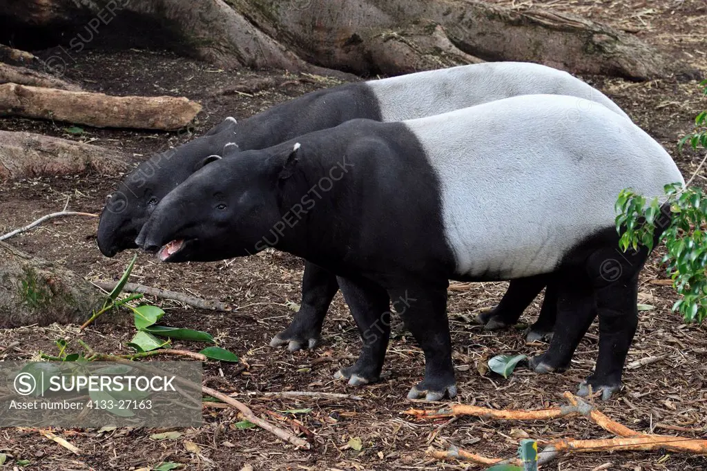Malayan Tapir,Tapirus indicus,Asia,adult couple feeding
