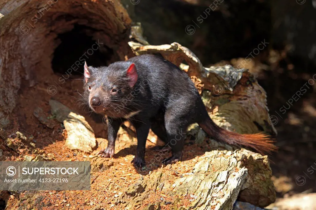 Tasmanian Devil,Sarcophilus harrisii,South Australia,Australia,adult at den