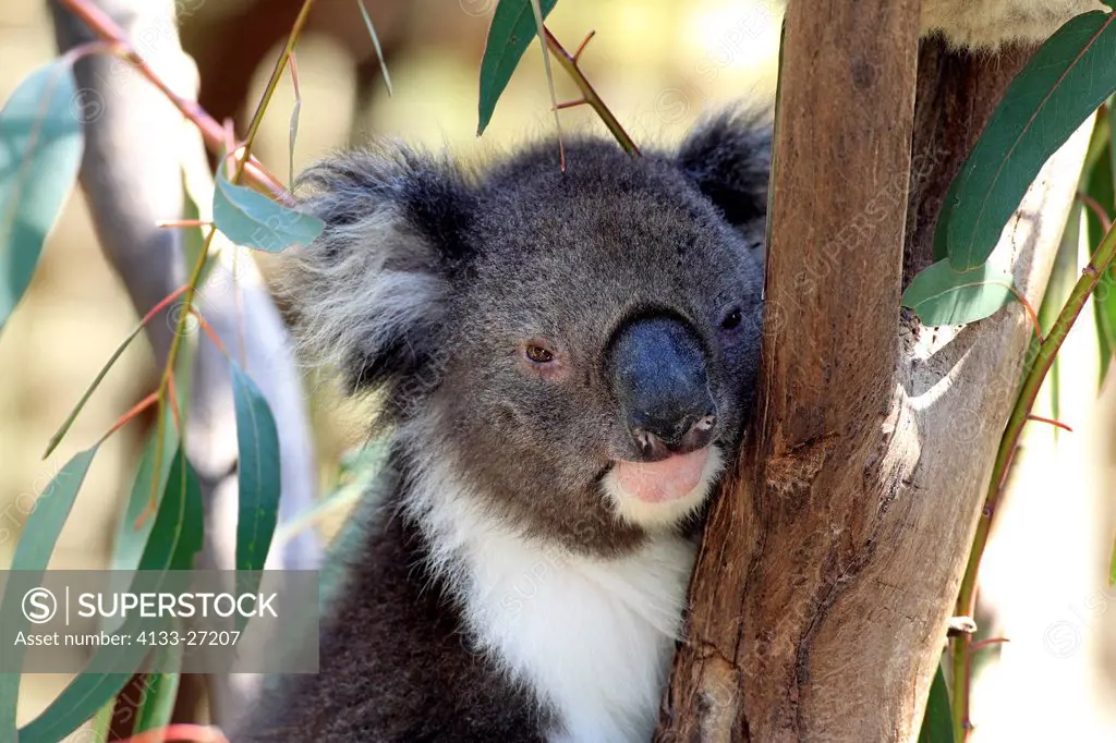 Koala,Phascolarctos cinereus,Australia,South Australia,adult portrait on tree