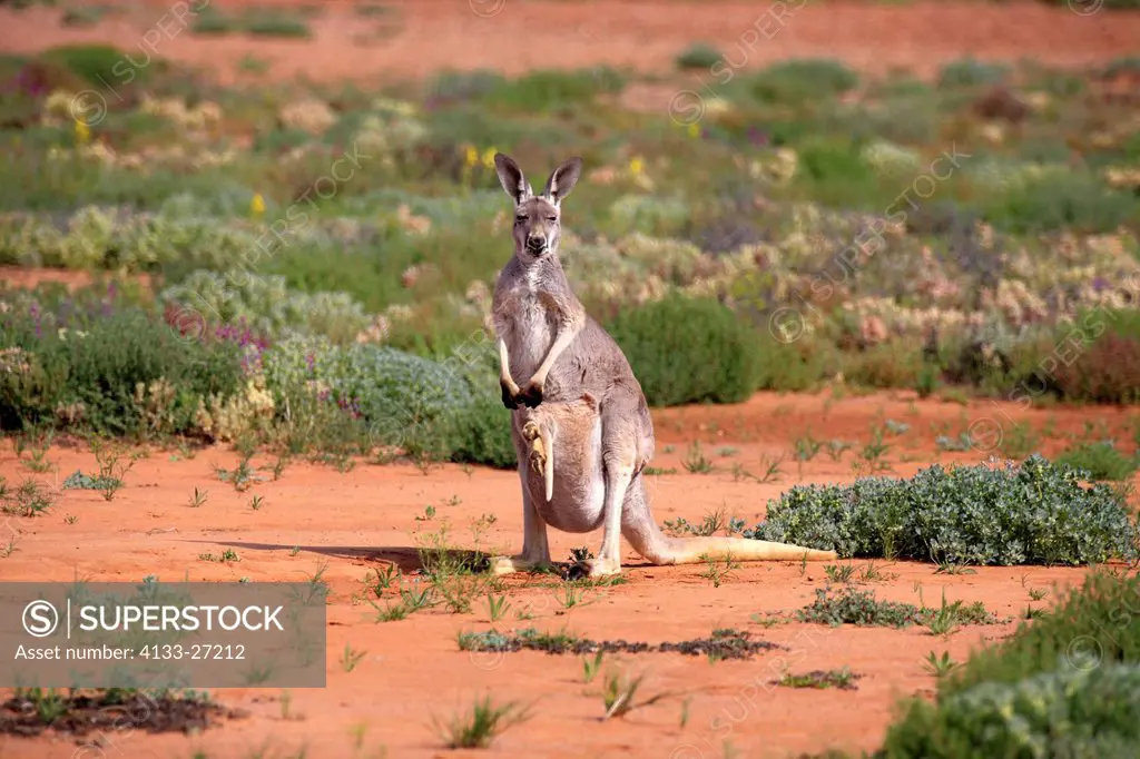 Red Kangaroo,Macropus rufus,Tibooburra,New South Wales,Australia,Sturt Nationalpark,adult mother with joey in pouch
