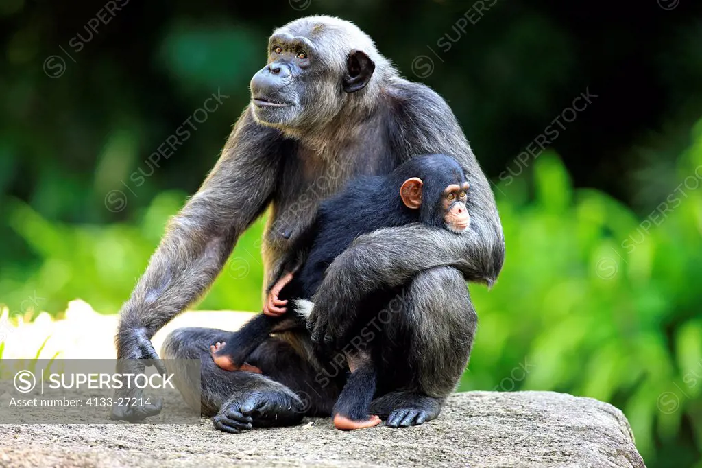 Chimpanzee,Pan troglodytes troglodytes,Africa,mother with baby