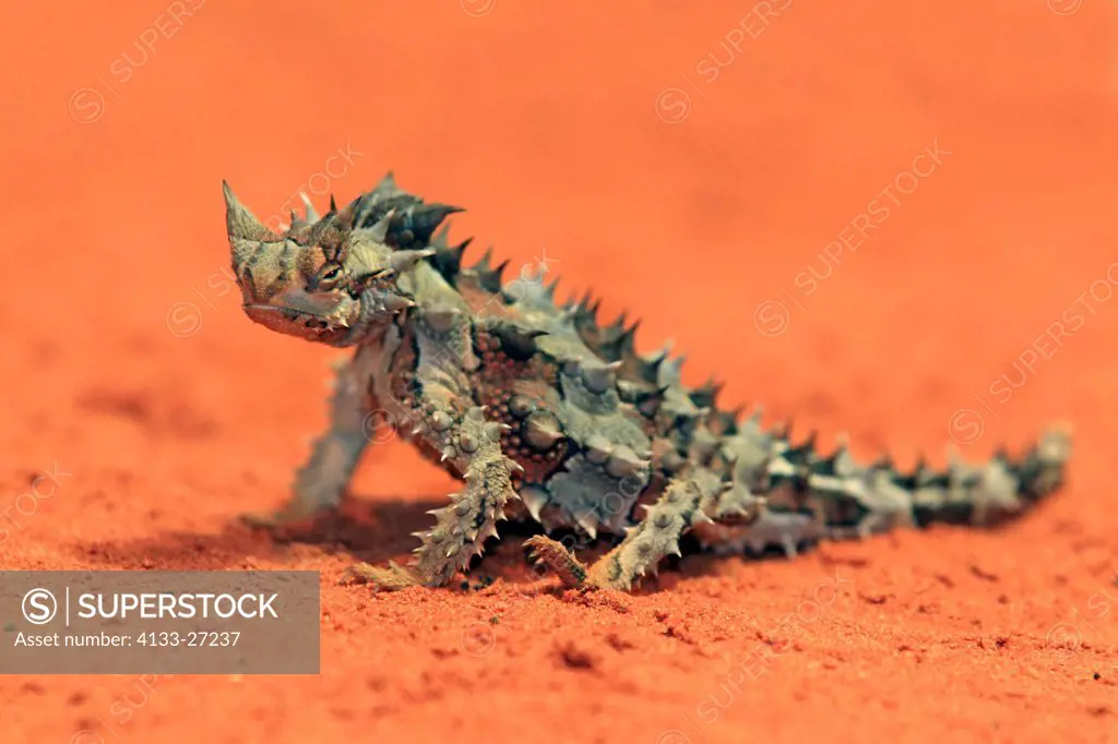 Thorny Devil,Mountain Devil,Moloch horridus,Outback,Northern Territory,Australia,in desert searching for food