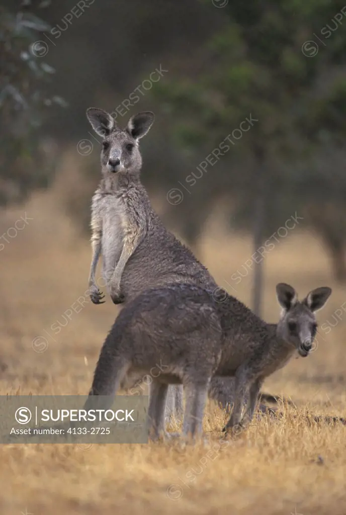 Eastern Grey Kangaroo , Macropus giganteus , Australia , Adults