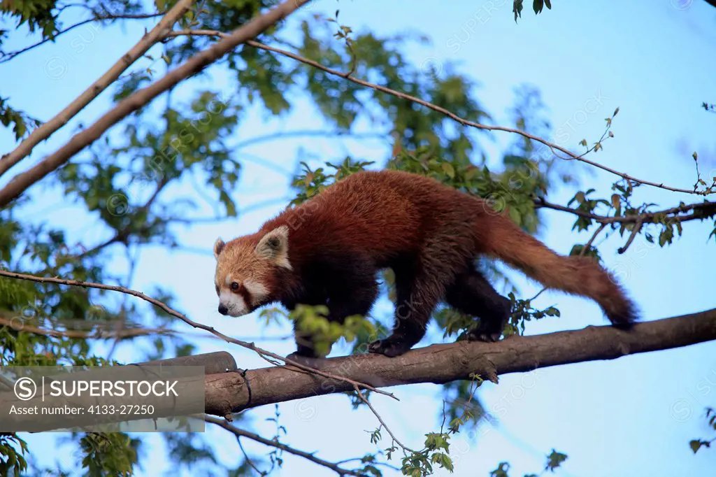 Red Panda,Ailurus fulgens fulgens,Asia,adult walking on tree