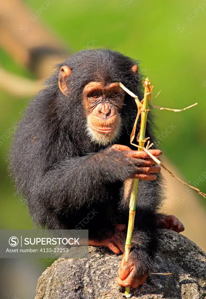 Chimpanzee,Pan troglodytes troglodytes,Africa,young feeding
