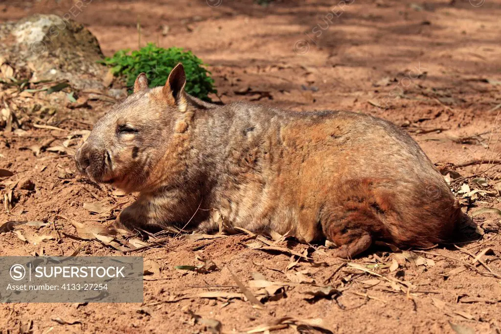 Southern Hairy_nosed Wombat,Lasiorhinus latifrons,South Australia,Australia,adult resting