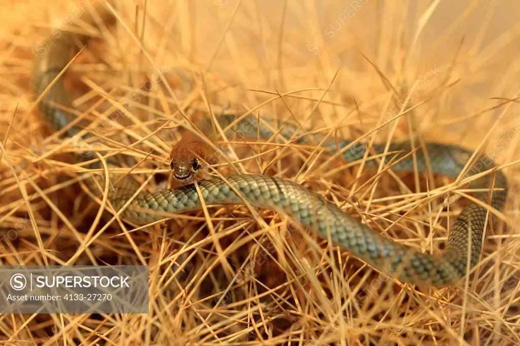 Yellow_Faced Whip Snake,Demansia psammophis,Outback,Northern Territory,Australia,searching for food