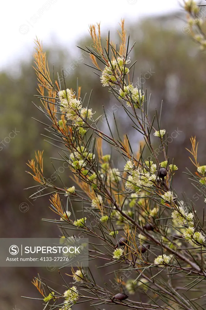 Needlewood/Hakea leucoptera,Outback,Northern Territory,Australia,blooming tree